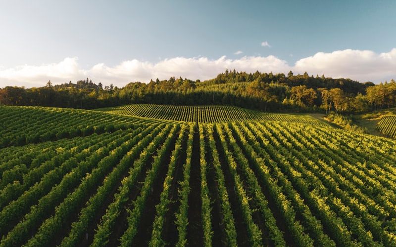 Weinberge in Reih und Glied — Steillage Sonnenstein